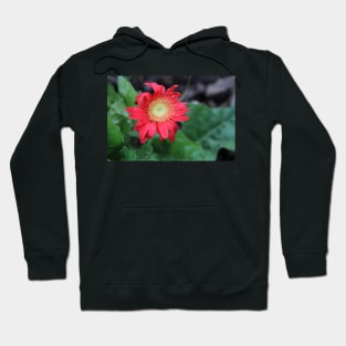 Red Gerber Daisy Hoodie